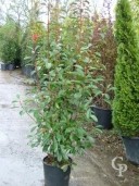 Photinia X Fras 'Red Robin'   1,50   18l