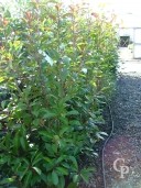 Photinia X Fras 'Red Robin'   1,50  18l