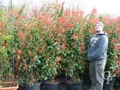 Photinia X Fras 'Red Robin'   1,75   35l