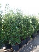 Photinia X Fras 'Red Robin'   1,75  35l