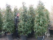 Photinia X Fras 'Red Robin'   1,75-2,00 35l