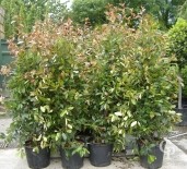 Photinia X Fras 'Red Robin'   1,75-2,00