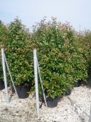 Photinia X Fras 'Red Robin'   2,00   50l