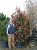 Photinia X Fras 'Red Robin'   2,00   5l