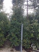 Photinia X Fras 'Red Robin'   2,50- 3,00  90l