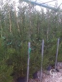 Acacia Longifolia 2,00 10L