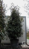 Photinia X Fras 'Red Robin'   2,75-3,00 150l