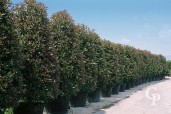 Photinia X Fras 'Red Robin'   3,00