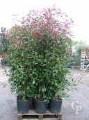 Photinia X Fras 'Red Robin'  1,50-1,75  18l