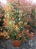 Photinia X Fras 'Red Robin'  1,75  LV40