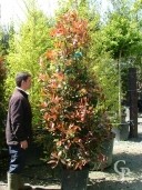 Photinia X Fras 'Red Robin'  2,00  50l