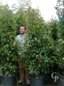 Photinia X Fras 'Red Robin'  2,00  50l