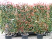 Photinia X Fras 'Red Robin'  2,00 Espalier