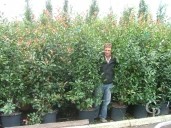 Photinia X Fras 'Red Robin' 2,00 35l Extra