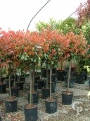 Photinia X Fras 'Red Robin'