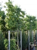 Acer Campestre 14-16 PLeached  70L