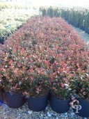 Photinia