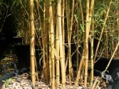 Aureosulcata 'Aureocallis' Stems