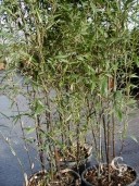 Phyllostachy Nigra