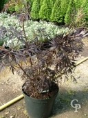 Sambucus nigra 'Black Lace'