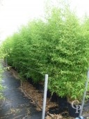 Phyllostachys 'Aurea'    2,50  35l