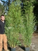 Phyllostachys 'Aurea'   1,251,50  12l