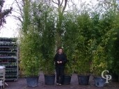 Phyllostachys 'Aurea'  4,00 70l