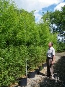 Phyllostachys 'Aurea' 2,50 35l