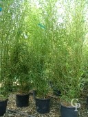 Phyllostachys 'Bissettii' 2,00 18l