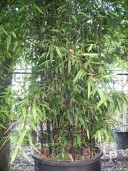 Phyllostachys 'Nigra'    4,50   150l