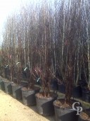 Acer Griseum Multi-stem