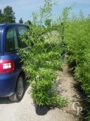 Phyllostachys 'Nigra'   1,25-1,50   10l