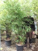 Phyllostachys 'Nigra'   2,50  35l