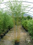 Phyllostachys Auerocaulis 18l