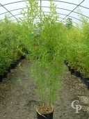 Phyllostachys Aurea 1,75 Extra 12l