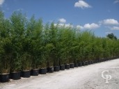 Phyllostachys Aurea 160l