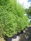 Phyllostachys Aurea 2,50+ 35l