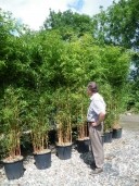 Phyllostachys Aureo  'Aureosulcata'  2,50+ 35l