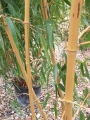 Phyllostachys Aureosulcata 'Aureocaulis'   2,00  18l