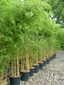 Phyllostachys Aureosulcata 'Aureocaulis' 35l