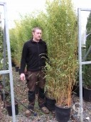 Phyllostachys Auro  'Aureocaulis' 2,00   18l