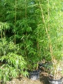 Phyllostachys Vivax 'Aureocaulis'   3,003,50  35l