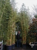 Phyllostachys Vivax 'Aureocaulis'   4,50   90l