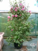 CAMELLIA jap 'debbie' 25L