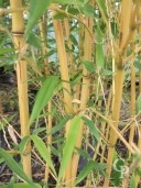 Phyllostachys