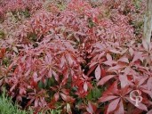 Pieris  'Katsura' 5l