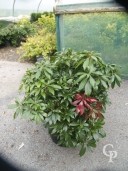 Pieris 'Katsura'  5l