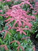 Pieris 'Katsura' Flower