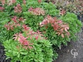 Pieris Jap  'Mountain Fire'   7 5l