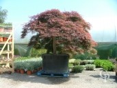 Acer Palm 'Dissectum Garnet'